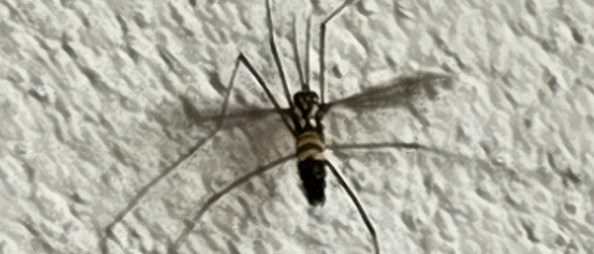 mosquito 2