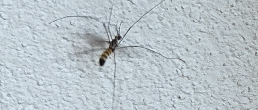 mosquito